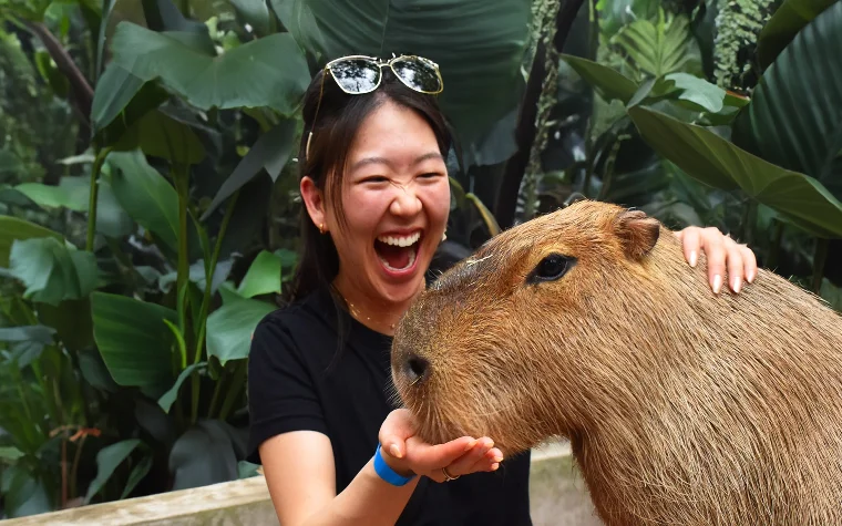 Capybara at Jungle Island Capybara at Jungle Island