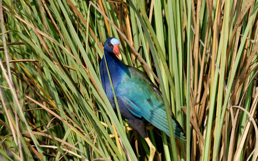 Purple Gallinule stands in the sawgrass in Everglades National Park